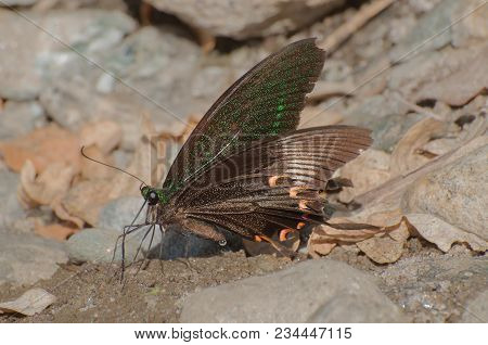 Common Mormon Butterfly (papilio Polytes Linnaeus), Urinating On Wet Land. Image Shot At Sikkim , In