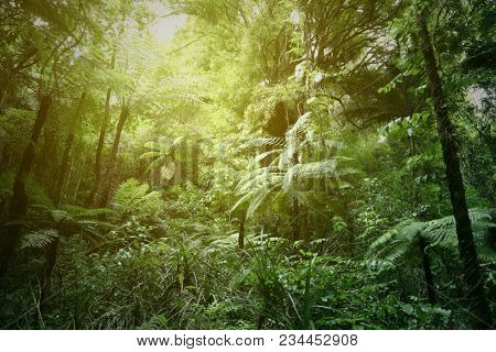 Green tree ferns in tropical jungle 