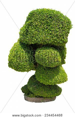 Siamese Rough Bush On White