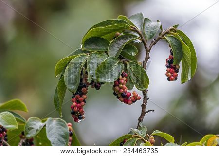 Close Up Of Colorful Red Black And Yellow Fruit Green Leaves And Branches Of The Tassel Berry Tree I