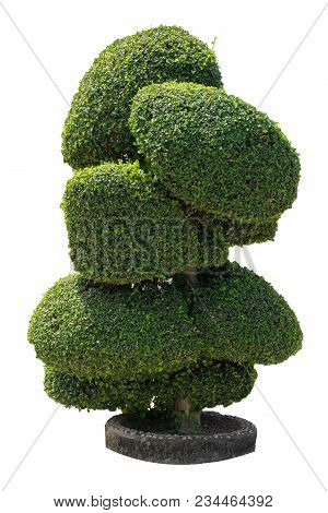 Siamese Rough Bush, Tooth Brush Tree, Streblus Asper Isolated On White Background With Clipping Path