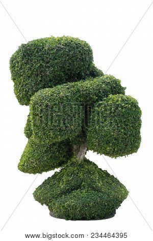 Siamese Rough Bush, Tooth Brush Tree, Streblus Asper Isolated On White Background With Clipping Path