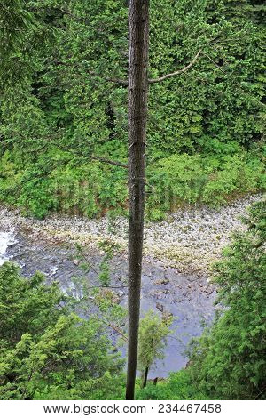 Looking Down A Tree N The Capilano Rain Forest, Vancouver