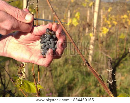Farmer Check Quality Of Frozen Grape Vines In Vineyard In Autumn. The Vine Grapes In Vintage Autumn 