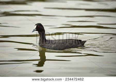 A Duck Paddles Slowly Upstream Oblivious Of What Is Happening Around It