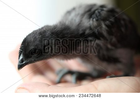 Black Chick On Hand. The Black-bone Chicken Is Originated In China.