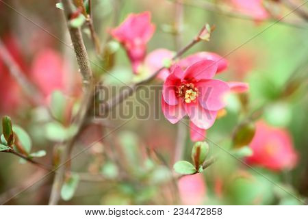 Chaenomeles Branch In Blossom. Chaenomeles Japonica. Flower Of Maule Quince