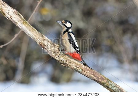 The Great Spotted Woodpecker (dendrocopos Major) Sits On Its Tail (a Bright Sunny Day).