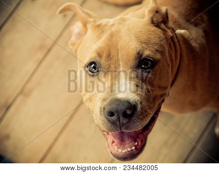 Pitbull American Rescue Dog Shelter Pet Portrait