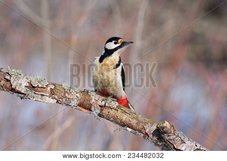 The Great Spotted Woodpecker (dendrocopos Major) Sitting On A Branch With His Head Turned (on A Beau