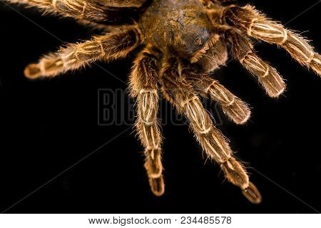 Buttal Tarantula Is Isolated On A Black Background.