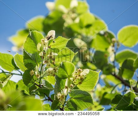Linden tree in blossom. Nature background.
