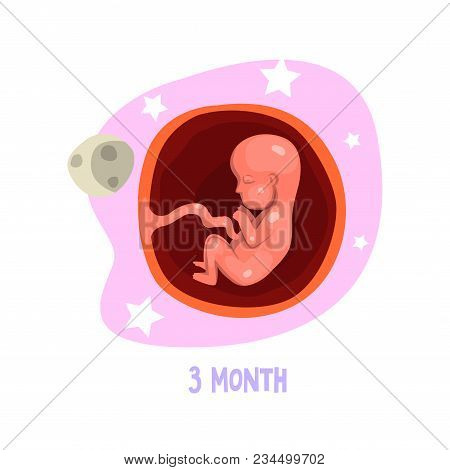 Stage Of Fetal Development. Human Anatomy Concept. 3rd Month Of Pregnancy. Element For Infographic A