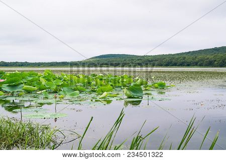Lake With Lotus Flowers Komarova