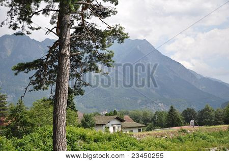 Albero e montagna