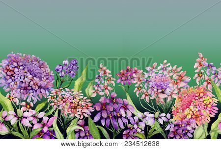Colorful Summer Wide Banner. Vivid Iberis Flowers With Green Leaves On Gradient Green Background. Ho