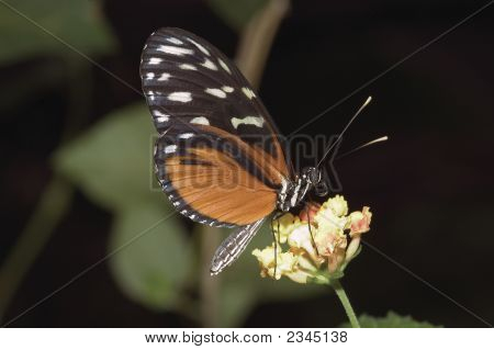 Papillon