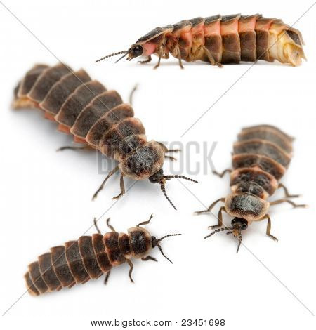 Gemeinsame Glühwurm Europas, Lampyris Noctiluca, vor weißem Hintergrund