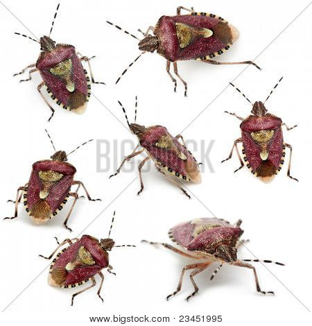 Kolekce štít chyb, Dolycoris baccarum, před bílým pozadím