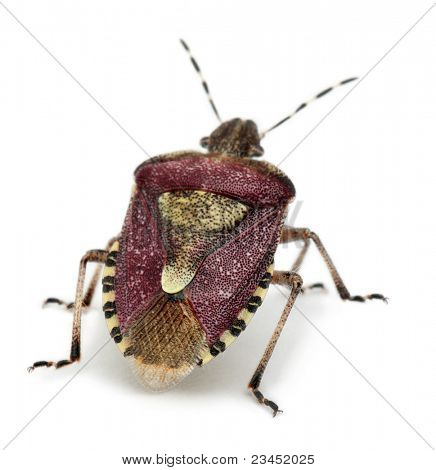 Bug do escudo, baccarum de Dolycoris, na frente de fundo branco