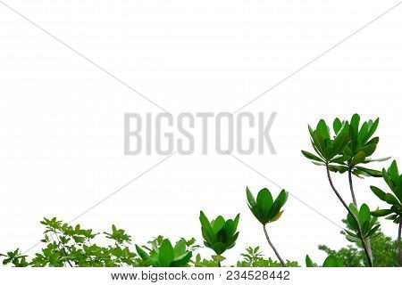 Top View A Tropical Tree Leaves With Branches On White Isolated Background For Green Foliage Pattern
