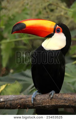 Tucan