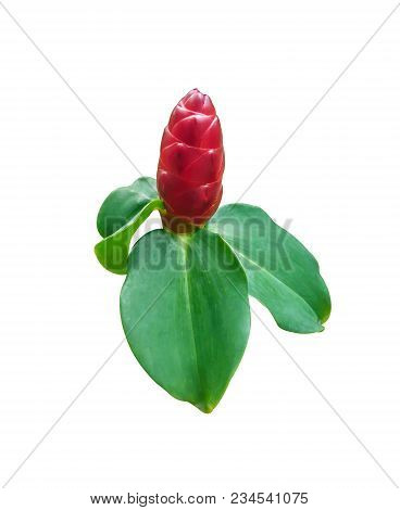 Cheilocostus Speciosus Flower Isolated On White Background