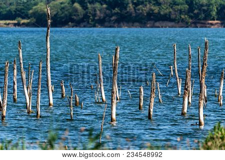 Beautiful Landscape With Several Dry Trees Growing In Lake Tambukan