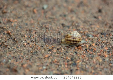 Snail On The Sand, Nature After The Rain, Dew