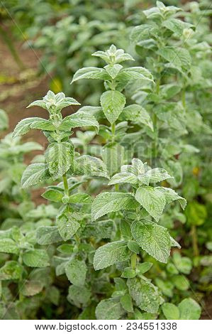 Mint Plant,mint Plant Growing In The Garden
