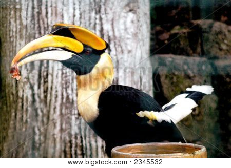 Rhinocerous Hornbill Kuala Lumpur Malaysia