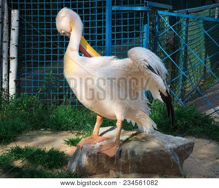 White Pelican Cleans Up Feather Wings With Yellow Peak Neb