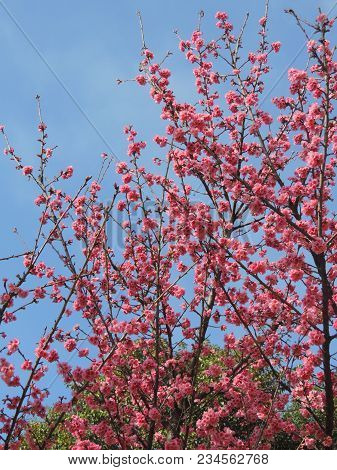 Tree Branches Full Of Pink Ipe Flowers And The Blue Sky