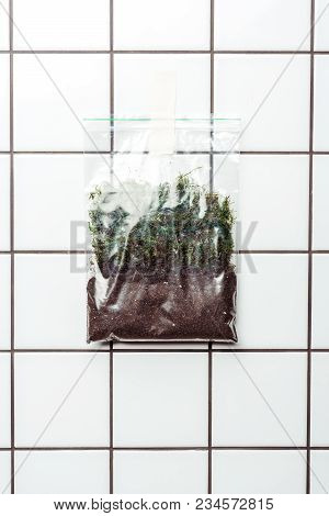Ziplock Plastic Bag With Soil And Plants Hanging On Checkered Wall, Earth Day Concept