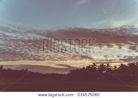 Palm Tree Under Blue Sky. Vintage Background. Travel Card. Soft Focus. Sunset On A Tropical Exotic I