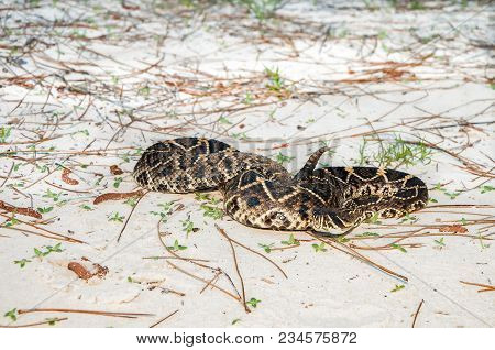 A Close Up Of An Eastern Diamondback Rattlesnake In Florida.