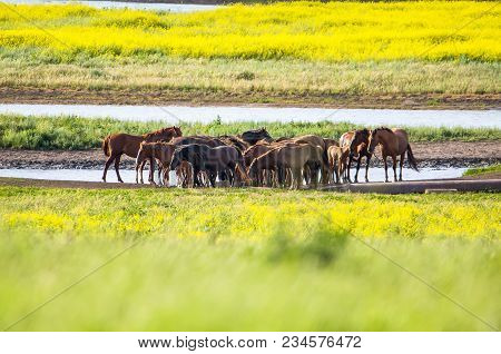 A Herd Of Wild Horses Shown On Water Island In Atmospheric Rostov State Reserve