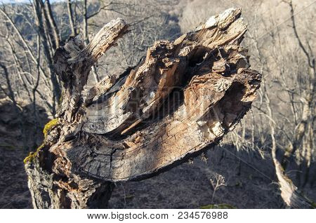 Storm Damage. Broken Tree In The Forest