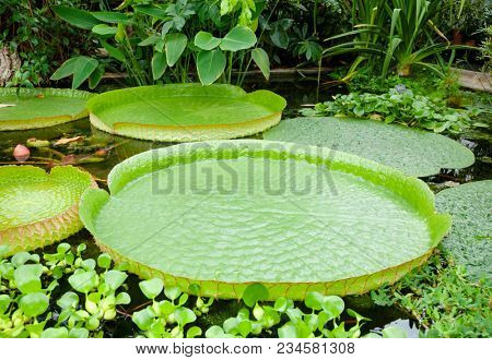 Floating curvy leaves of Victoria cruziana (Santa Cruz water lily, water platter, yrupe, Victoria argentina)  tropical flowering plant in a pool of botanical garden