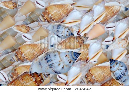 Un campo di Shell. Un sacco di diverse Shell