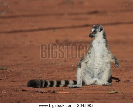 แหวน Lemurs หางที่สำรอง Berenty