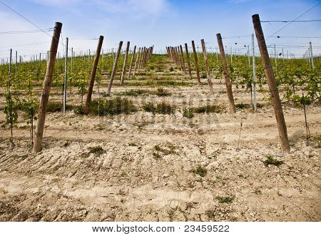 สวนไวน์ Barbera - อิตาลี