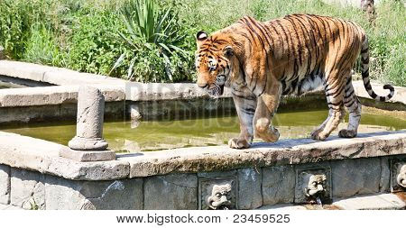 Walking Tiger (panthera Tigris)