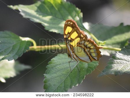 Sun On The Wings Of A Green And Black Malachite Butterfly.