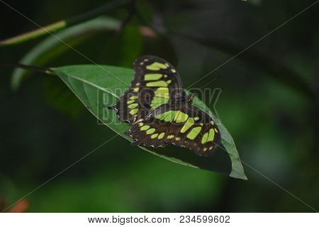 Green And Black Malachite Butterfly Up Close And Personal.