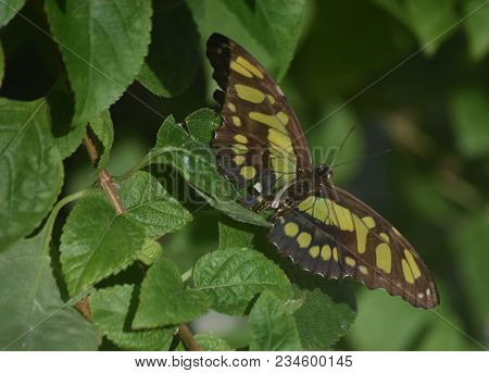 Lush Garden With A Green And Black Malachite Butterfly.