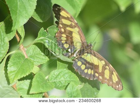 Garden With A Green Malachite Butterfly On A Leaf.