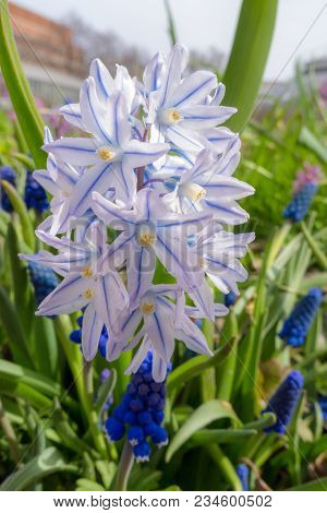 Chionodoxa In The Spring Garden Close Up