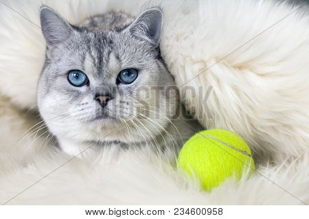 Cat Scottish Fold, Chinchilla Coloring