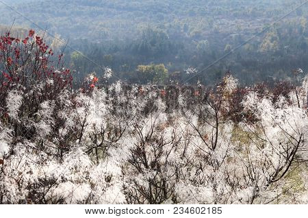 Characteristic Vegetation Of The Trieste Karst In Autumn